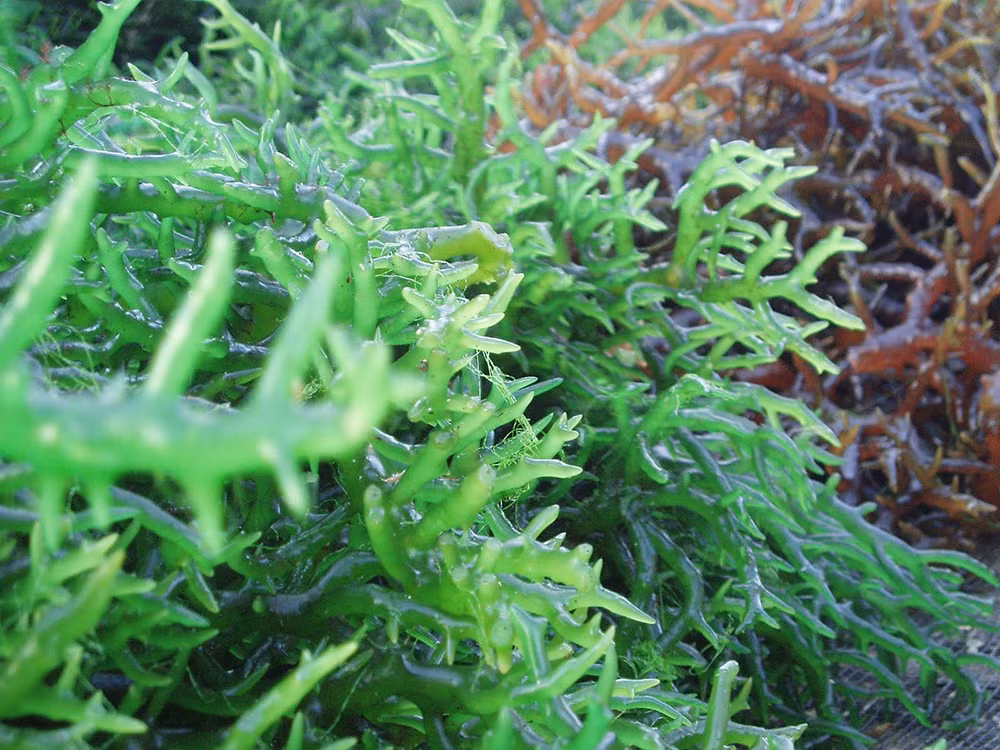 Cottonii Seaweed view 2